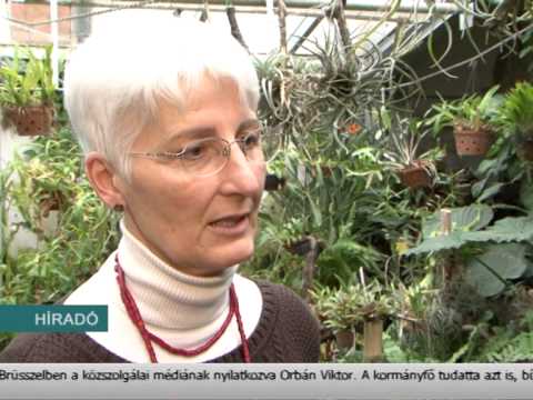 Híradó