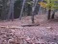 orb downhill