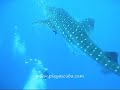 Whale shark dives