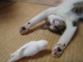Cute Cat plays with Bird