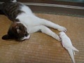 Cute Cat plays with Bird
