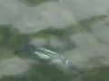 Loon Swims Underwater Loon Swims Underwater