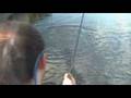 Fly fishing for Coho salmons in Northern Patagonia