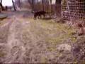 Brumi és Blacky felejthetetlen találkozása