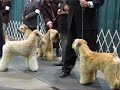 Wheaten Specialty
