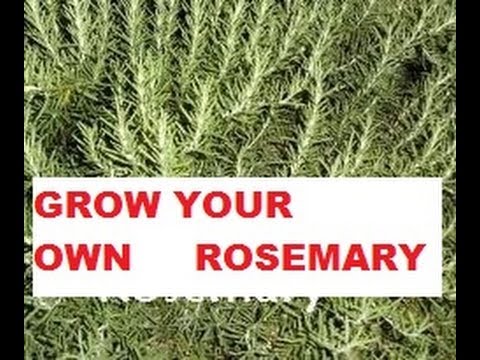 how to transplant rosemary cuttings
