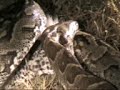 Rock python kills and swallows a white tailed mongoose on the farm Buffelshoek in the Sabi Sand game reserve near Kruger Park in South Africa.