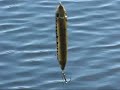 zaraspook top water fishing