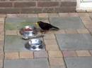 Blackbird