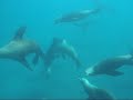 Waltz of the Sea Lions Waltz of the Sea Lions