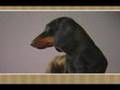 Meet the Breed - Dachshund