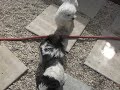 The Dufrene Gang