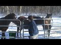 The Wild Mustang herd The Wild Mustang herd