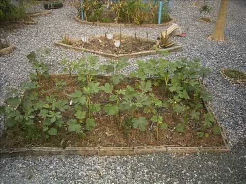 how to fertilize okra