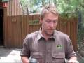 videos de Cassowary Chick