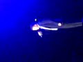 Anrew Johnston BGT Sheffield arena
