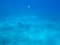 Turtle in Red Sea, Gulf of Aqaba Egypt