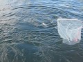 DORADA RAUL MARIO ESPIGON SURFCASTING ORATA