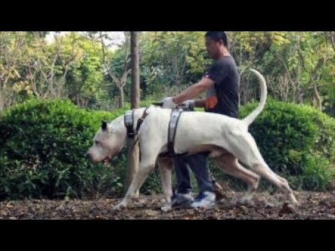 pakistani mastiff