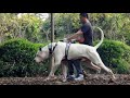 bully kutta
