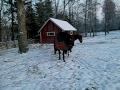 jamie busar i hagen tillsalu 4