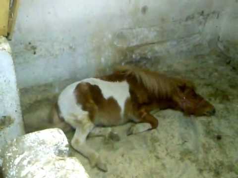 PONI Poksi dobi družabnico Bambi.mp4