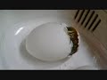 golden sebright hatch