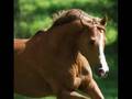 Paarden Filmpje