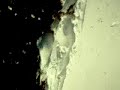 banff snowboard