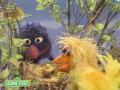 For more videos and games check out our new website at http://www.sesamestreet.org launching Aug 11, 2008.In this video Mommy bird mistakes Grover for a baby bird.Sesame Street is a production of Sesame Workshop, a nonprofit educational organization which also produces Pinky Dinky Doo, The Electric Company, and other programs for children around the world.