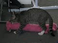 Kitty luvs Ms Fluffy.AVI