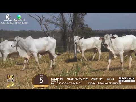 511� LEIL�O VIRTUAL MB LEIL�ES