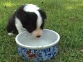 Border Collie puppies 4 weeks old Border Collie puppies 4 weeks old