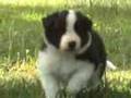 Border Collie puppies 4 weeks old