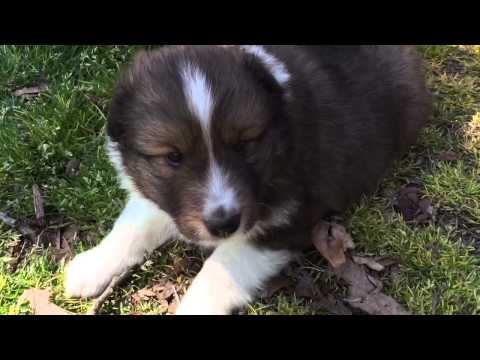 AKC sable male sheltie puppy. Champion lines