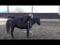 Parelli colt starting