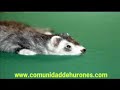 MICKY EL HURON FERRET