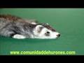 MICKY EL HURON FERRET