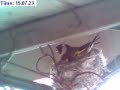Birds on my balcony