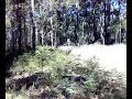 Alpine Rally KAG001, GT Falcon