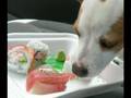 Macho eats sushi.. what's your favorite sushi?