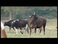 Sarmalele-Reci-Vaca-