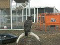 Wyatt - Martial Eagle
