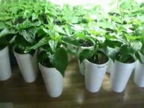 how to grow ghost peppers