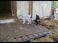 Rhythm & Blues-pygmy goat twins