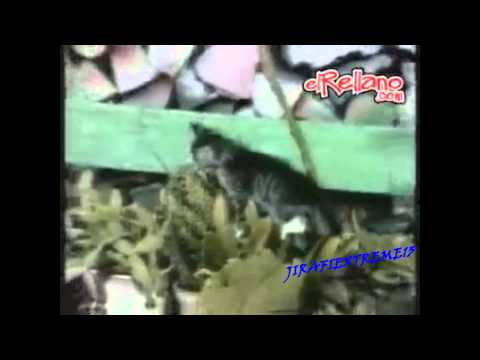 0 Caídas graciosas de gatos