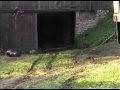 Pulling antique car out of barn with \ Pulling antique car out of barn with \