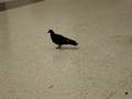 Pigeon dancing at London Liverpool Street train station :)