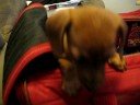 The Angry Weener Dog