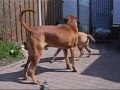 Tosa Inu 's Play.